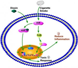 the aryl hydrocarbon receptor attenuates pulmonary inflammation caused by cigarette smoke 