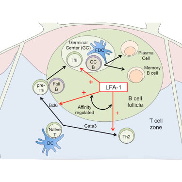 A type 1 immune-stromal cell network mediates disease tolerance against intestinal infection.
Westfall S, Gentile ME, Olsen TM, Karo-Atar D, Bogza A, Röstel F, Pardy RD, Mandato G, Fontes G, Herbert D, Melichar HJ, Abadie V, Richer MJ, Vinh DC, Koenig JFE, Harrison OJ, Divangahi M, Weis S, Gregorieff A, King IL.
Cell. 2025 Jun 12;188(12):3135-3151.e22.