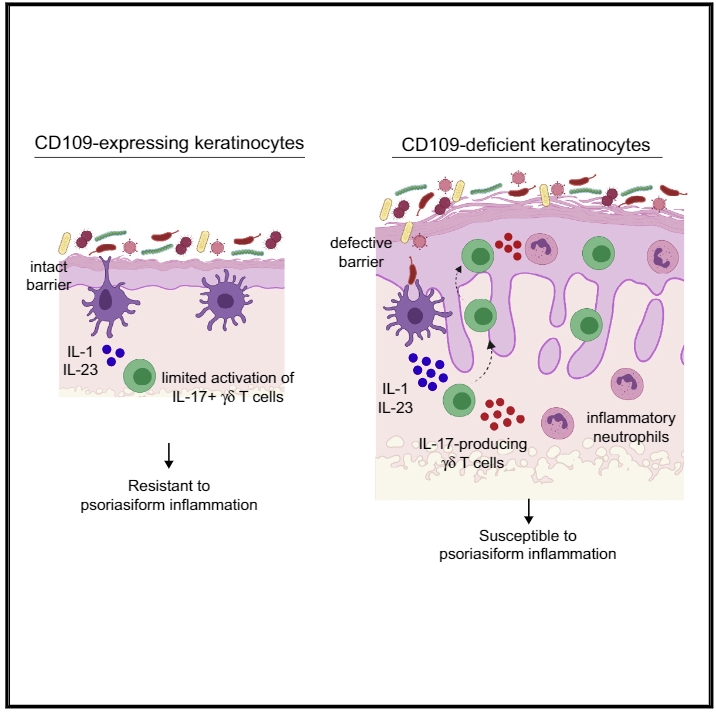 A type 1 immune-stromal cell network mediates disease tolerance against intestinal infection.
Westfall S, Gentile ME, Olsen TM, Karo-Atar D, Bogza A, Röstel F, Pardy RD, Mandato G, Fontes G, Herbert D, Melichar HJ, Abadie V, Richer MJ, Vinh DC, Koenig JFE, Harrison OJ, Divangahi M, Weis S, Gregorieff A, King IL.
Cell. 2025 Jun 12;188(12):3135-3151.e22.