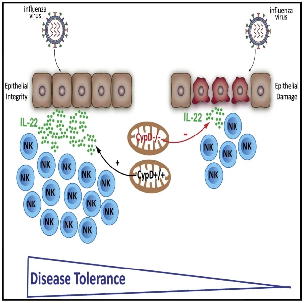 Mitochondrial cyclophilin D promotes disease tolerance by licensing NK cell development and IL-22 production against influenza virusDowney J, Randolph HE, Pernet E, Tran KA, Khader SA, King IL, Barreiro LB, Divangahi M. Cell Rep. 2022 Jun 21;39(12):110974.