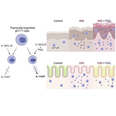 A type 1 immune-stromal cell network mediates disease tolerance against intestinal infection.
Westfall S, Gentile ME, Olsen TM, Karo-Atar D, Bogza A, Röstel F, Pardy RD, Mandato G, Fontes G, Herbert D, Melichar HJ, Abadie V, Richer MJ, Vinh DC, Koenig JFE, Harrison OJ, Divangahi M, Weis S, Gregorieff A, King IL.
Cell. 2025 Jun 12;188(12):3135-3151.e22.