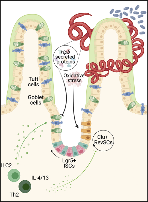 Helminth-induced reprogramming of the stem cell compartment inhibits type 2 immunity. King. J Exp Med