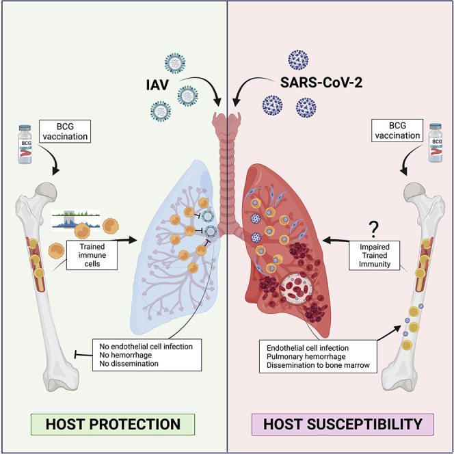 Bhattarai S*, Kaufmann E*, Liang F, Zheng Y, Gusev E, Hamid Q, Ding J, Divangahi M, Petrof B. (2025) Characterization of viral entry genes and impact of SARS-CoV-2 infection in the diaphragm and other skeletal muscles. Journal of Cachexia, Sarcopenia and Muscle 16:e13705