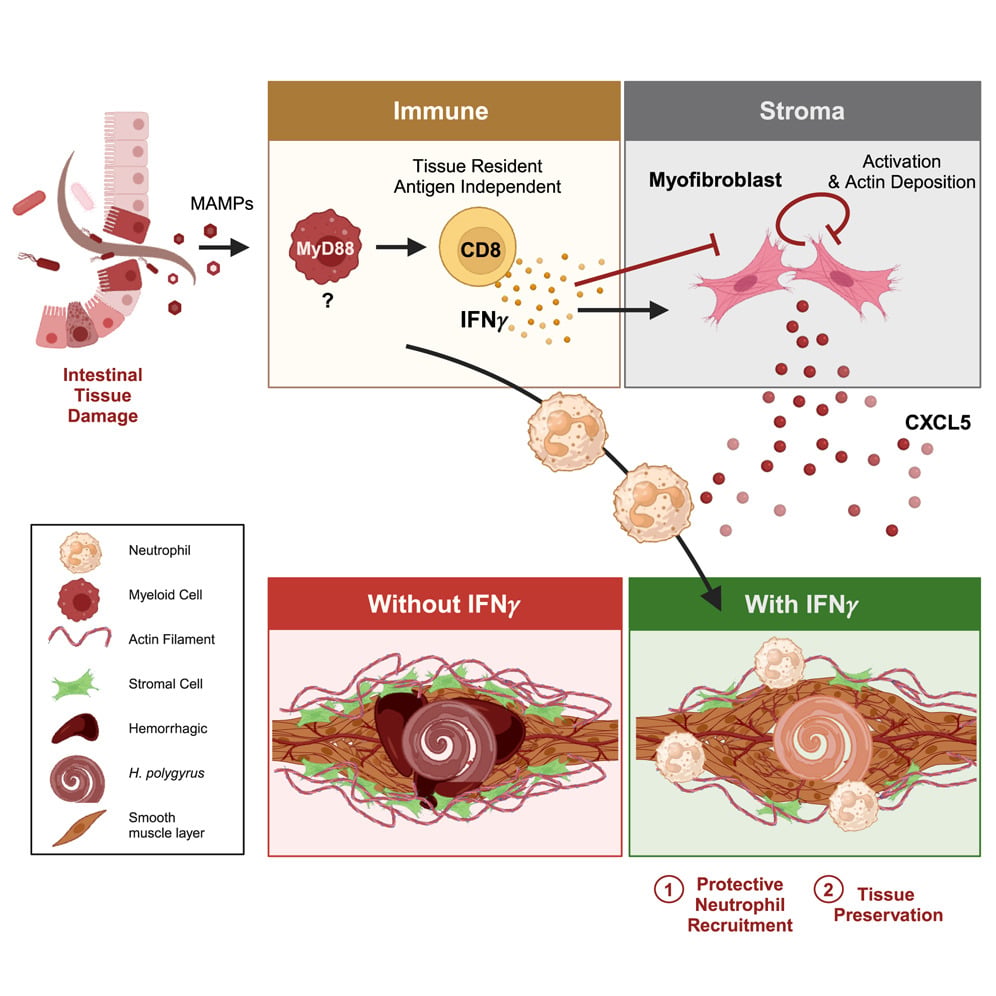 A type 1 immune-stromal cell network mediates disease tolerance against intestinal infection.
Westfall S, Gentile ME, Olsen TM, Karo-Atar D, Bogza A, Röstel F, Pardy RD, Mandato G, Fontes G, Herbert D, Melichar HJ, Abadie V, Richer MJ, Vinh DC, Koenig JFE, Harrison OJ, Divangahi M, Weis S, Gregorieff A, King IL.
Cell. 2025 Jun 12;188(12):3135-3151.e22.