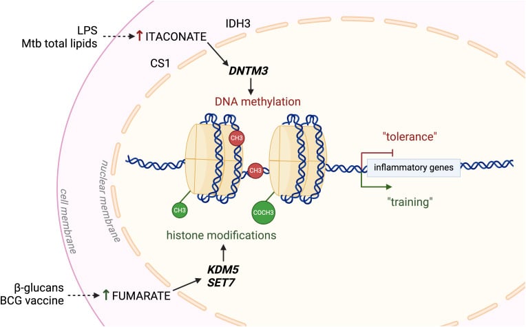 Linking metabolic and epigenetic changes in immune tolerance.Sheedy FJ, Kaufmann E.Proc Natl Acad Sci U S A. 2024 Nov 12;121(46):e2419751121.